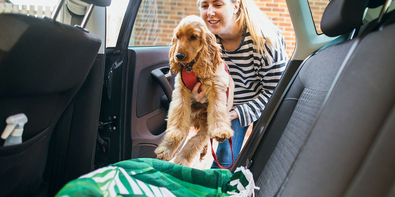 A woman loading her pet dog into her car for transport.